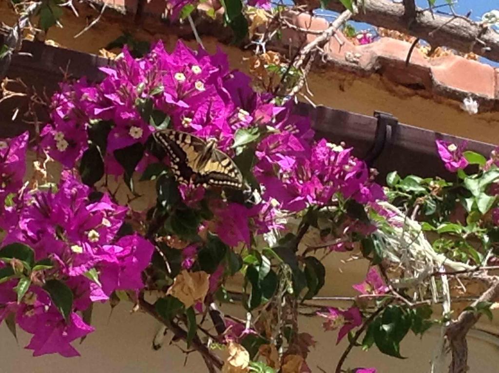 The Garden Villas Maleme Dış mekan fotoğraf